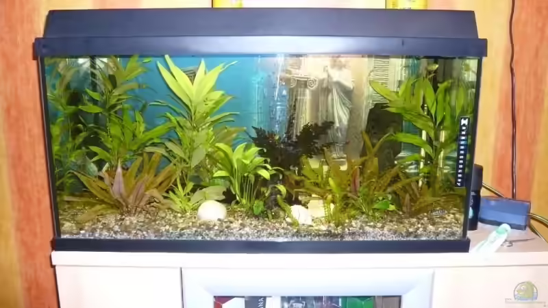 Aquarium Becken 9219 von Alwin Dick (4)