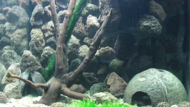 Aquarium Becken 9222 von Oliver Knönagel (2)