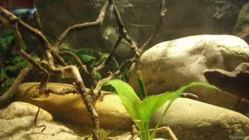 Aquarium Becken 9246 von Johannes (5)