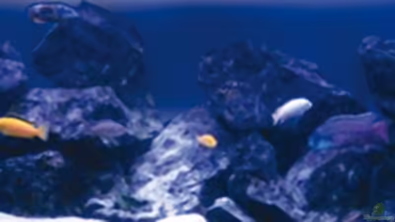 Aquarium Becken 9248 von Raoul (3)