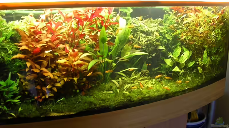 Aquarium Becken 9284 von Stinnes (4)