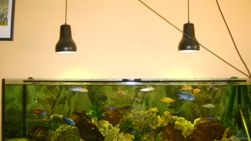 Aquarium Becken 9296 von Hollywood (2)