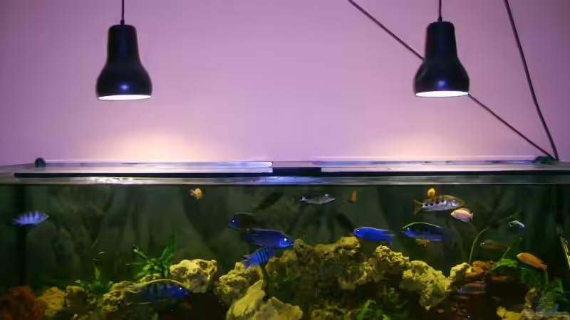 Aquarium Becken 9296 von Hollywood (3)