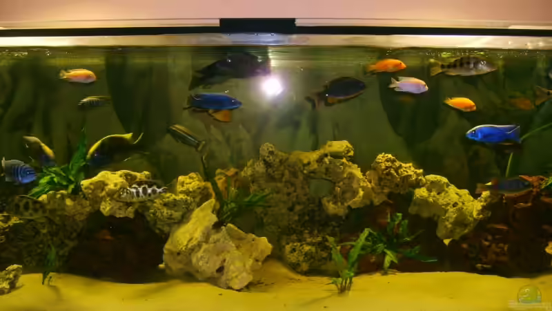 Aquarium Becken 9296 von Hollywood (4)