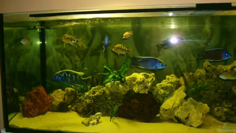 Aquarium Becken 9296 von Hollywood (5)