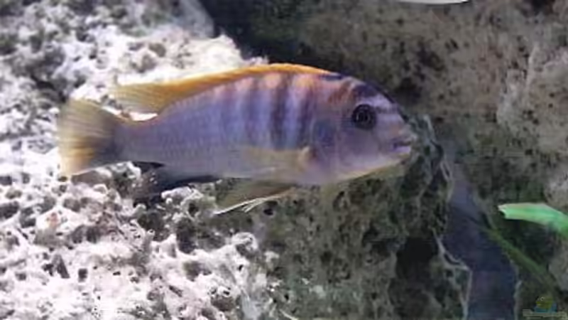 Aquarium Becken 93 von Frank Maitschke (4)
