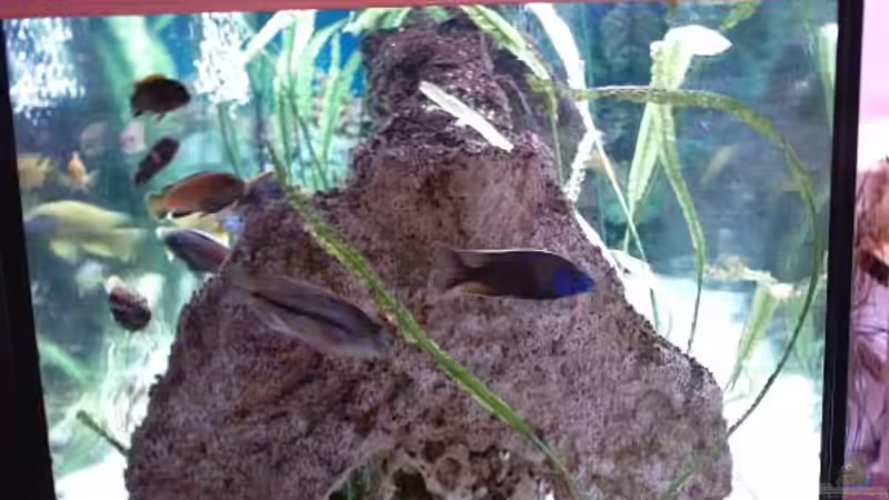 Aquarium Becken 93 von Frank Maitschke (5)