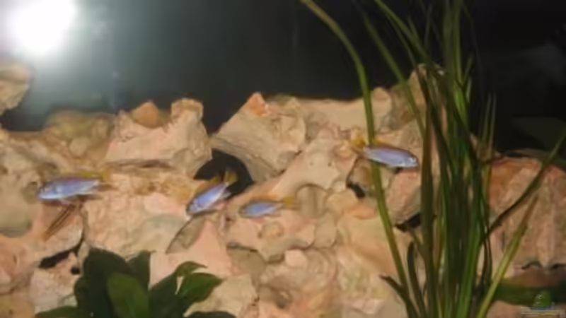 Aquarium Becken 9341 von Mathias Schlett (10)