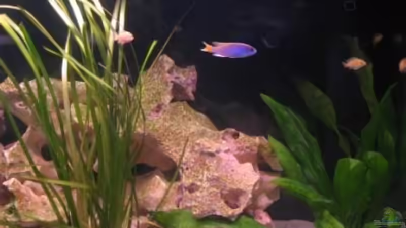 Aquarium Becken 9341 von Mathias Schlett (13)