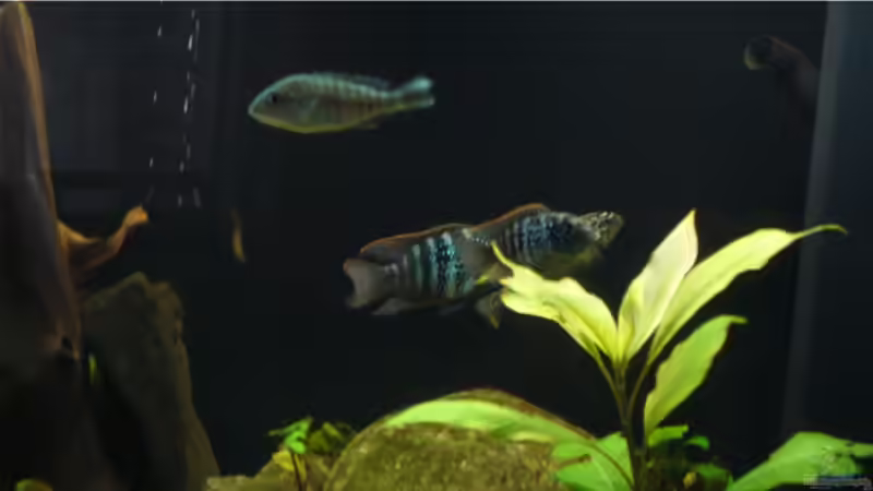 Aquarium Becken 9354 von robbi850 (10)