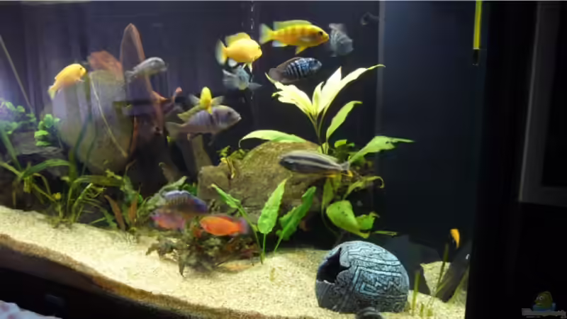 Aquarium Becken 9354 von robbi850 (2)