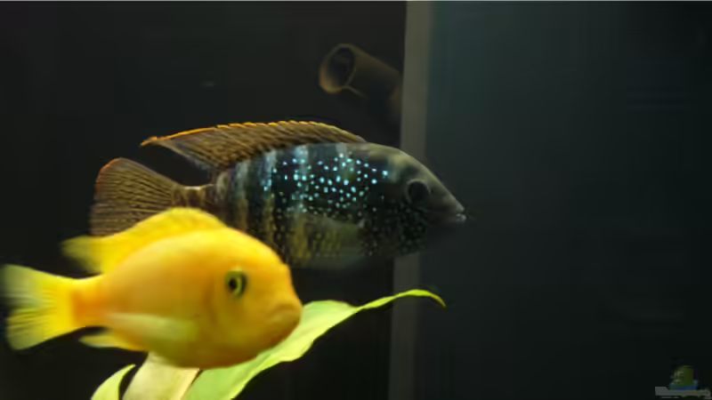 Aquarium Becken 9354 von robbi850 (3)