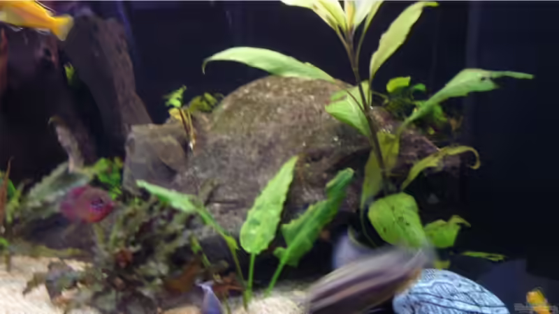 Aquarium Becken 9354 von robbi850 (4)