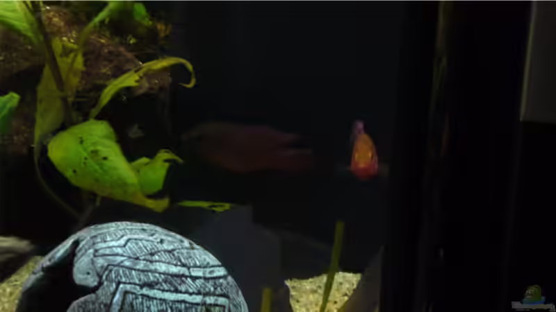 Aquarium Becken 9354 von robbi850 (5)