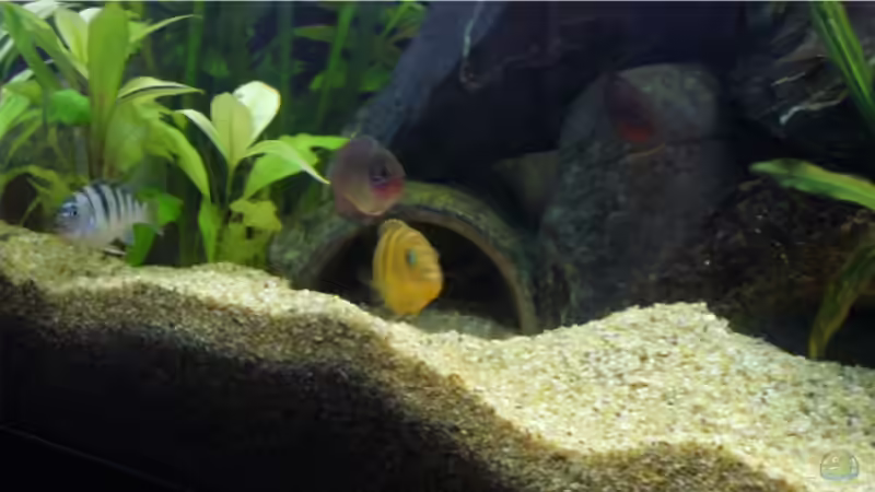 Aquarium Becken 9354 von robbi850 (6)