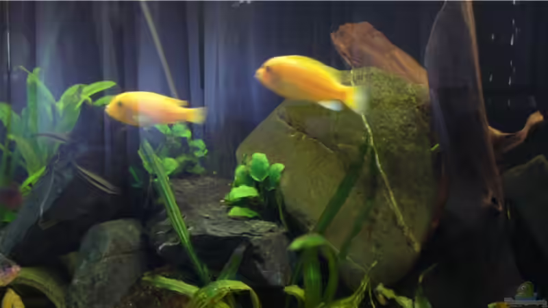 Aquarium Becken 9354 von robbi850 (7)