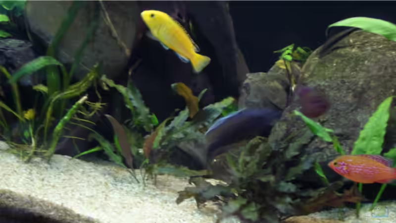 Aquarium Becken 9354 von robbi850 (8)