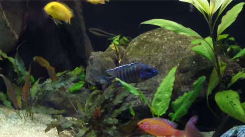 Aquarium Becken 9354 von robbi850 (9)