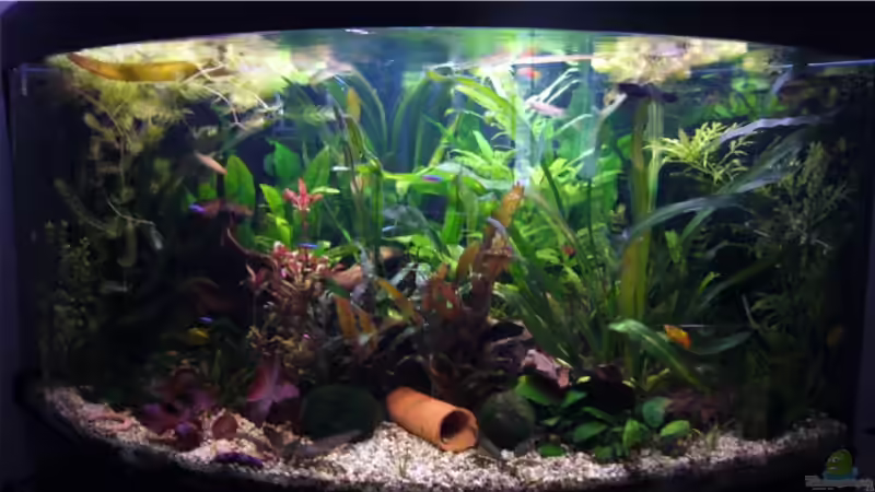 Aquarium Becken 9357 von robbi850 (2)