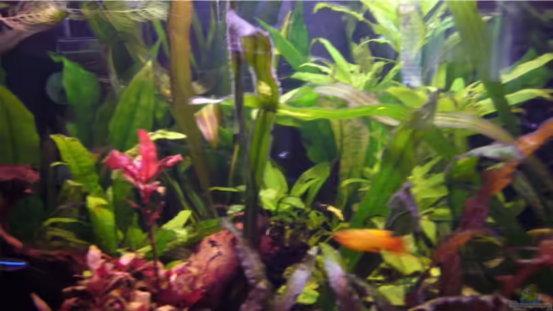 Aquarium Becken 9357 von robbi850 (4)