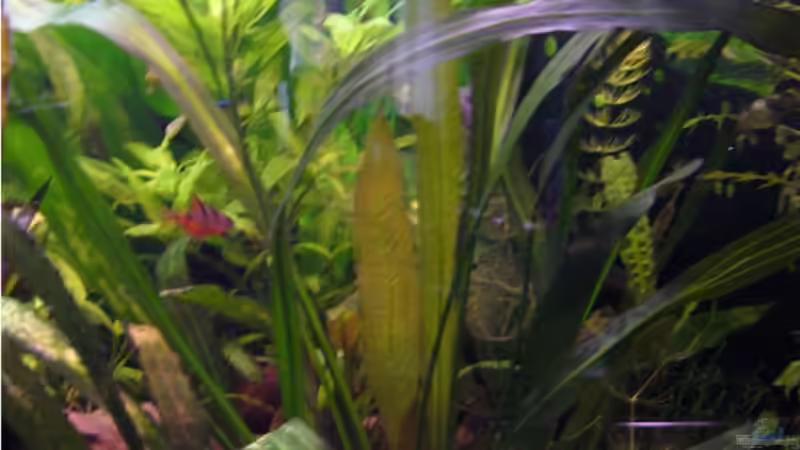 Aquarium Becken 9357 von robbi850 (5)