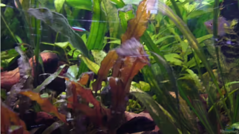 Aquarium Becken 9357 von robbi850 (6)