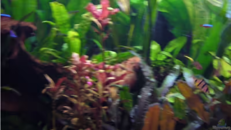 Aquarium Becken 9357 von robbi850 (7)