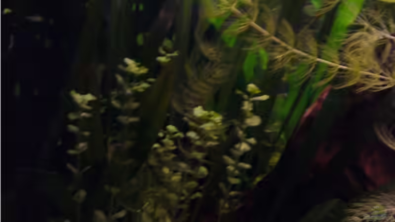 Aquarium Becken 9357 von robbi850 (9)