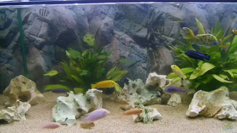 Aquarium Becken 9383 von Dominik Kampmann (2)