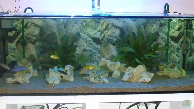 Aquarium Becken 9383 von Dominik Kampmann (3)