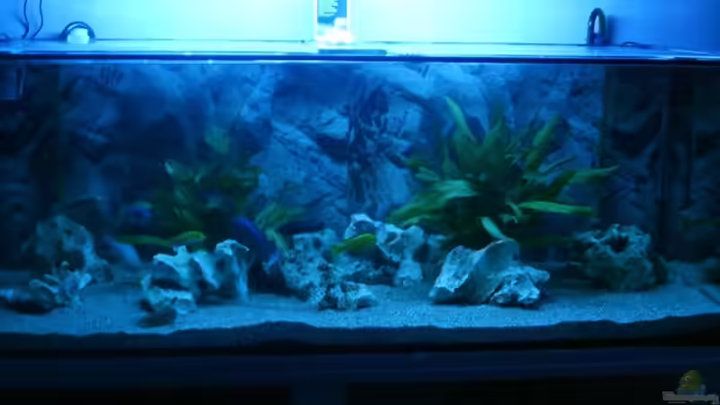 Aquarium Becken 9383 von Dominik Kampmann (4)