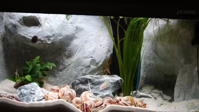 Aquarium Becken 9390 von Marco Vasev (11)