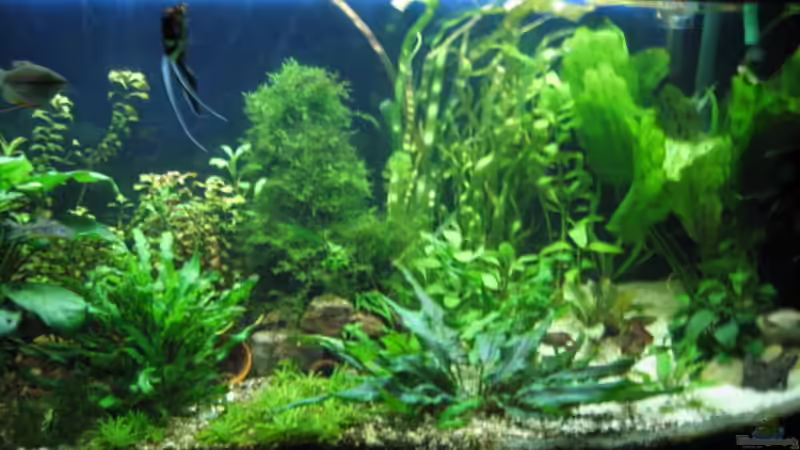 Aquarium Becken 9396 von Barbara Schmidt (3)