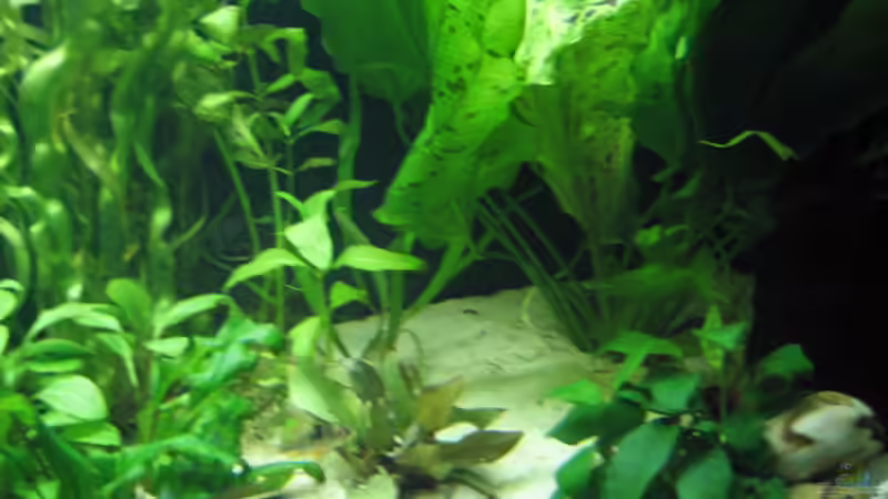 Aquarium Becken 9396 von Barbara Schmidt (4)