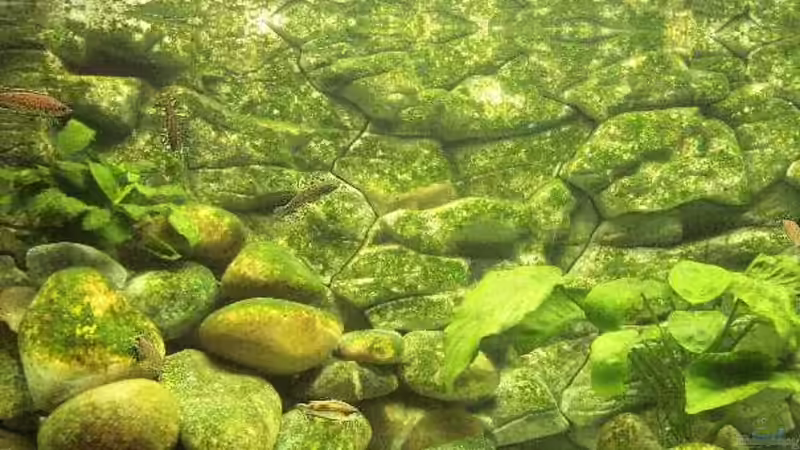 Aquarium Becken 94 von Vivien Hübenbecker (2)