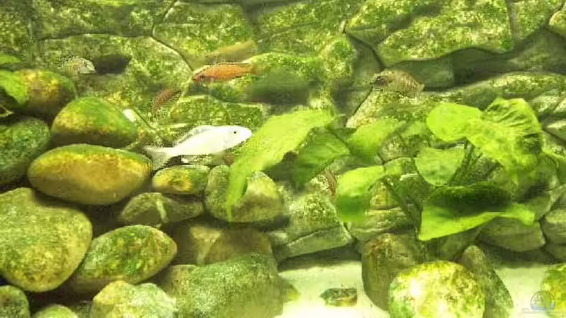 Aquarium Becken 94 von Vivien Hübenbecker (3)