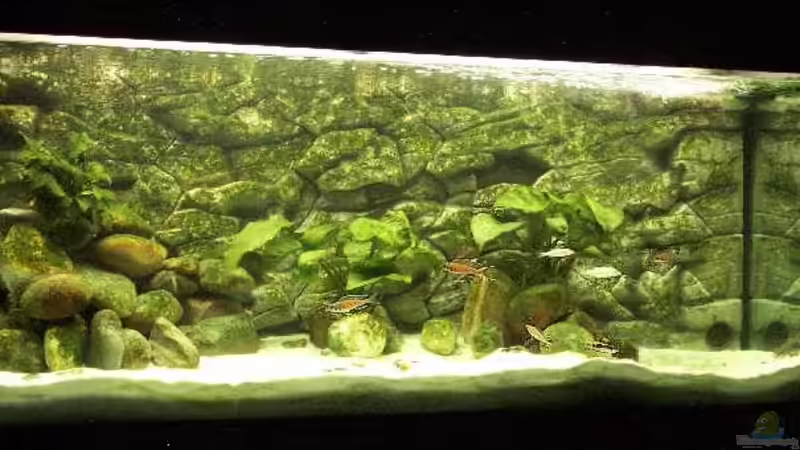 Aquarium Becken 94 von Vivien Hübenbecker (4)