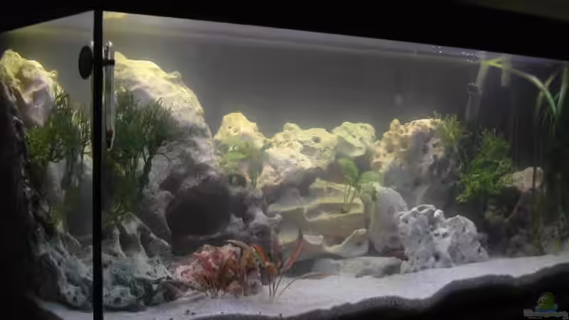 Aquarium Becken 940 von Hartmut Lauterbach (3)