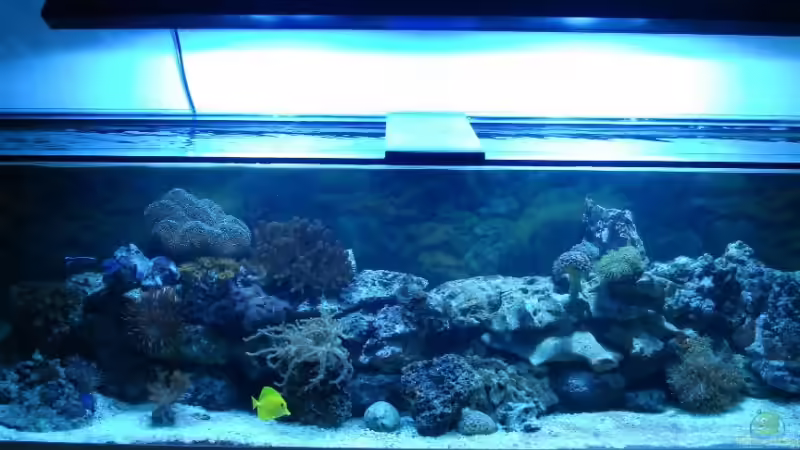 Aquarium Becken 9400 von Mario Dorner (4)