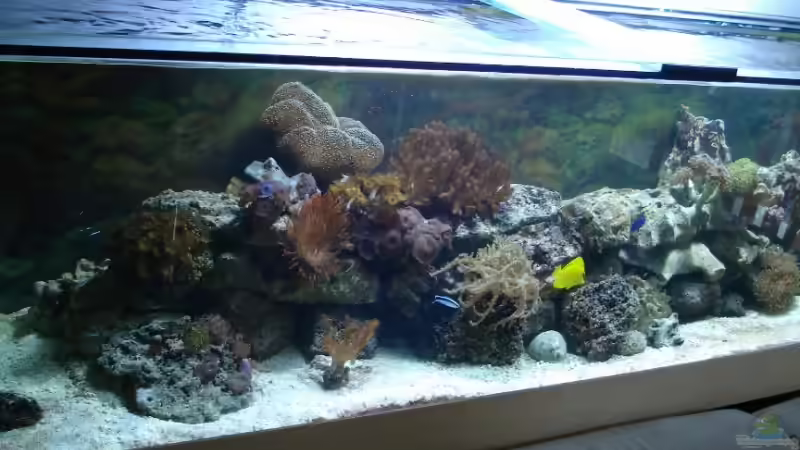 Aquarium Becken 9400 von Mario Dorner (6)