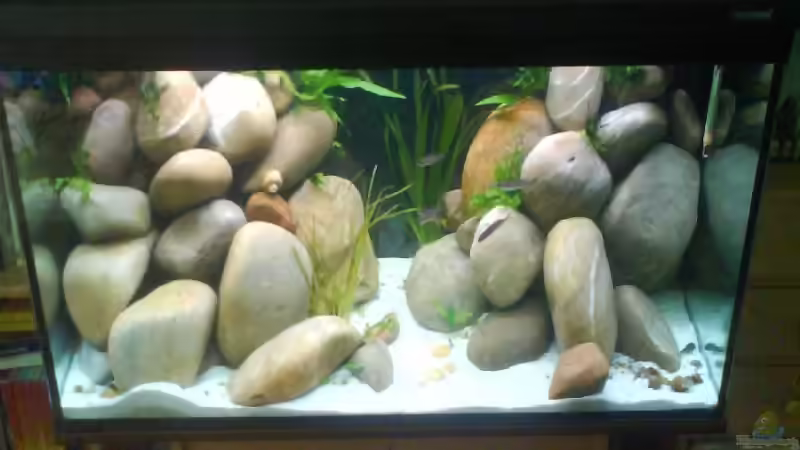 Aquarium Becken 9421 von Martin Grimm (2)