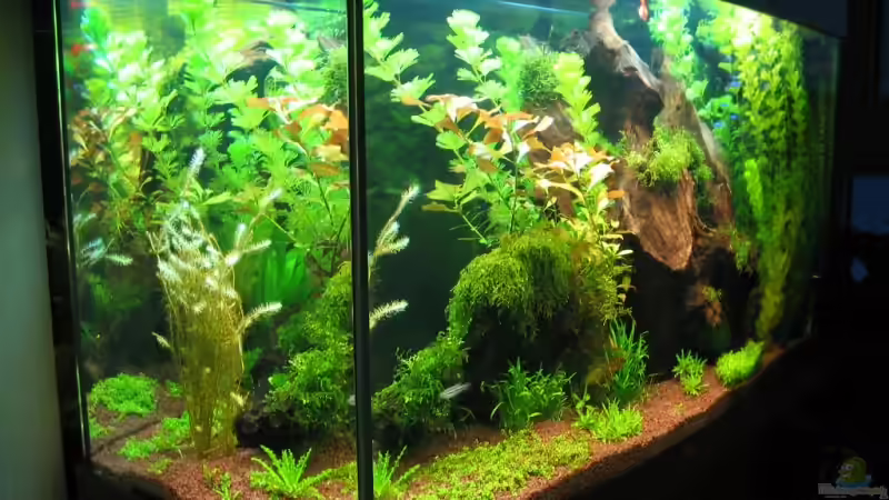 Aquarium Becken 9458 von Ralle (2)