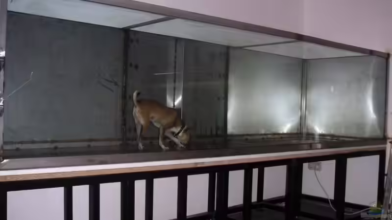 Aquarium Becken 9459 von malawi-fish (3)