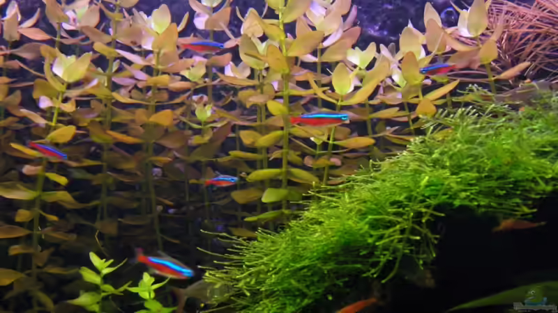 Aquarium Becken 9474 von schluenkes (3)