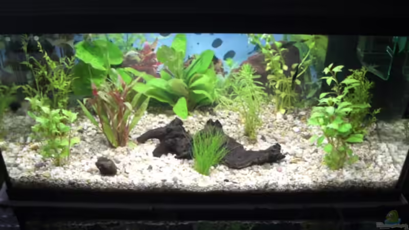 Aquarium Becken 9479 von Jan Dreier (2)