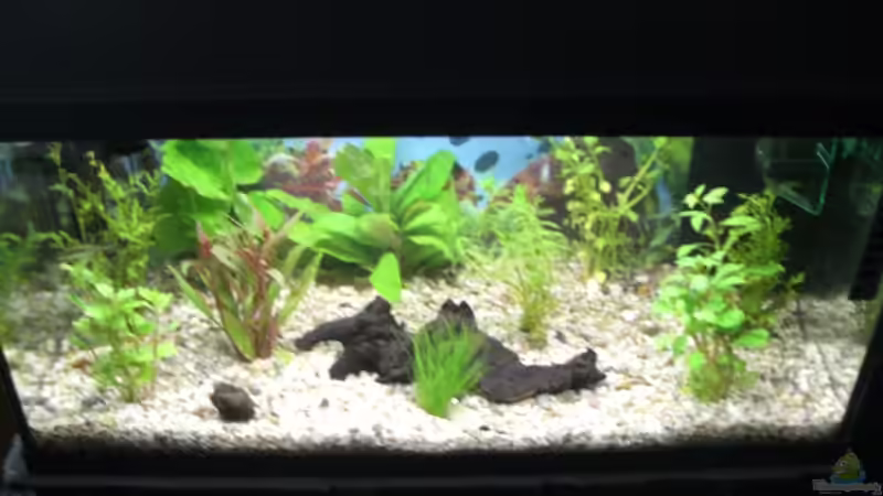 Aquarium Becken 9479 von Jan Dreier (3)