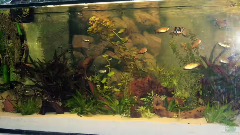 Aquarium Becken 9497 von Manuela Kutschke (2)