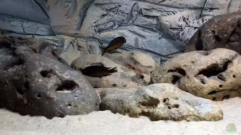 Aquarium Becken 950 von Lemi66 (2)