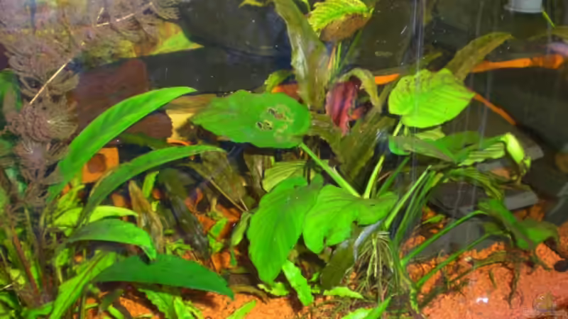 Aquarium Becken 9510 von elli (4)