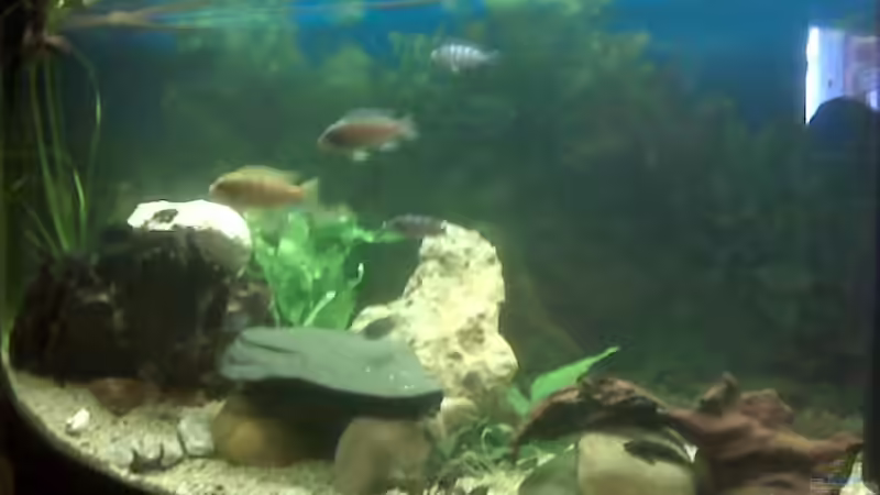 Aquarium Becken 9557 von Andy01 (2)